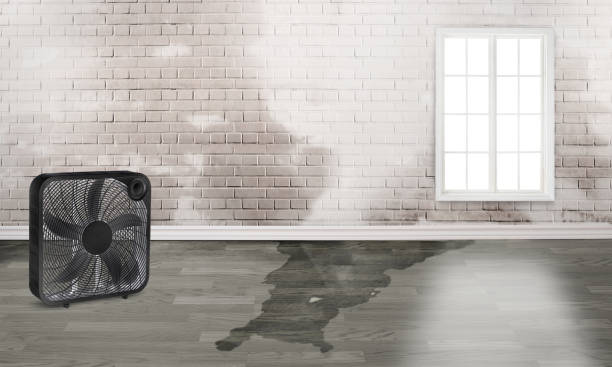 Best Professional water damage repair  in Four Square Mile, CO
